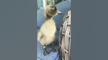 What should I name them?! Let me know in the comments! #shorts #trending #duck #name #cute #funny