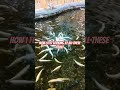 trout for days!!!