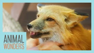 Will Our Red Fox Be Okay?
