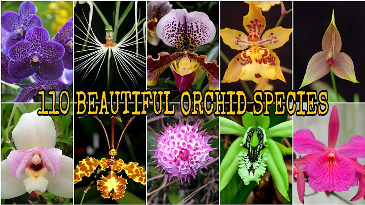 110 BEAUTIFUL ORCHID SPECIES - DayDayNews
