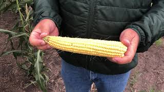 NorthStar Genetics Silage Corn Tour August 26, 2020 Myrtle, MB
