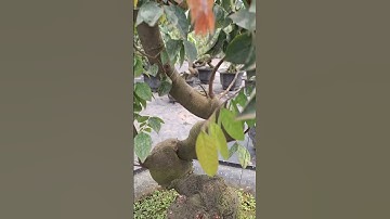 Bán cây khế chua bonsai gốc đẹp 0977973535