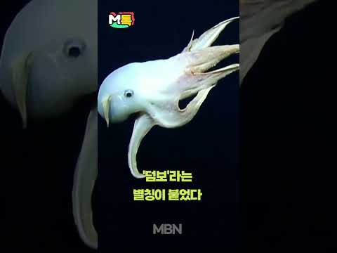 심해 희귀 문어 별칭이 &amp;#39;덤보&amp;#39;인 이유는? [shorts]
