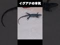 脱走中　#爬虫類　#バナナスパイニーテール　#イグアナ