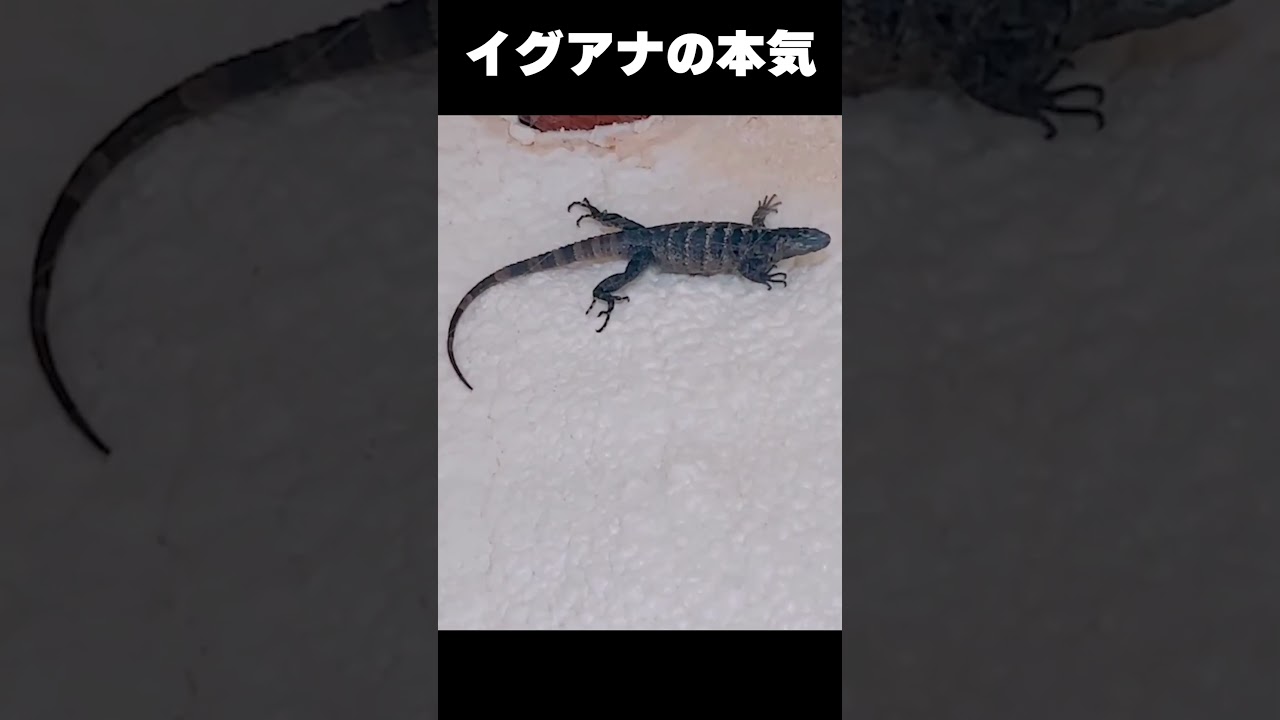 いぐあな イグアナ - PETZL｜PROFESSIONAL