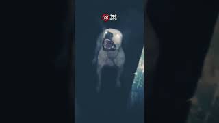 اخطر كلب دوجو ارجنتينو في مصر 