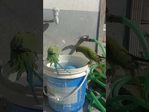 Green parrot taking bath. #greenparrot #parrotbathing #birdslover #viral #shorts