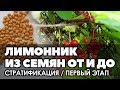 🌱 Лимонник китайский выращивание из семян от и до. Стратификация - первый этап.