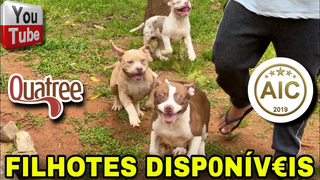 ❤️‍🔥 FILHOTES DISP0NÍV€IS NO SAN BULL RIO!