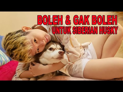 Video: Bagaimana Melatih dan Mengurus Puppy Husky Siberian Baru
