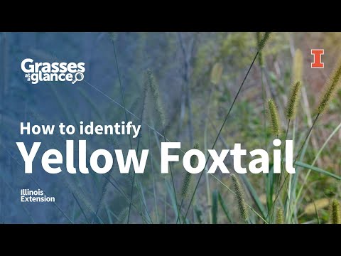 Video: 5 miest na kontrolu Foxtail trávy na psa