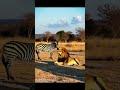 #lionking #atitude #new#trendingshorts