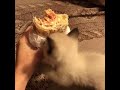Тайская кошка ест шаурму