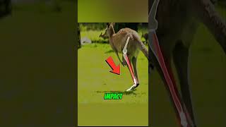 Kangaroos Don’t Get Tired – Here’s Their Secret! 🦘