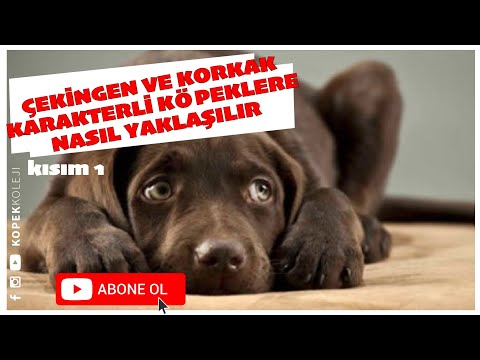 Video: Utangaç Bir Köpek Güven Nasıl Oluşturulur