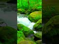 #relax #исцеляющиезвукиприроды #rain #forestsounds #naturesounds #stressrelief #shorts
