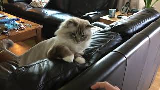 Ellie the Ragdoll at play by Ellie the Ragdoll 5,901 views 2 years ago 55 seconds