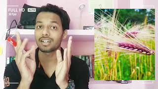 What is Awn, Auricle & Ligule How they can be used to identify morphologically similar crops