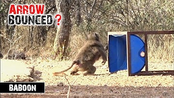 Arrow bounces off of a baboon!!!