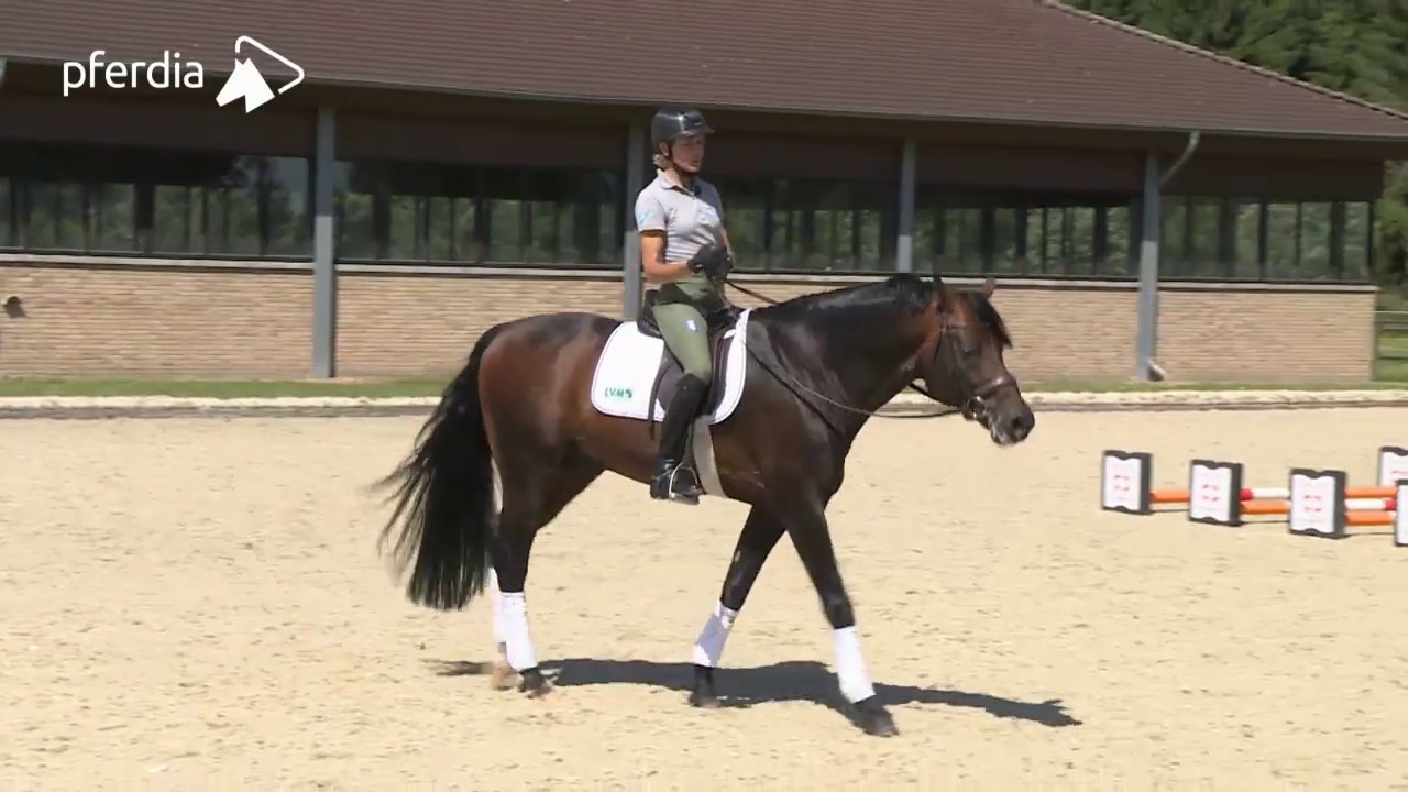 Die besten Tipps für das Erarbeiten von Versammlung | Ingrid Klimke | Frag Ingrid