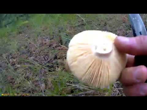 Грибной сезон 2019 в Хакасии.Тихая охота-сыроежки.