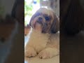 ♥️😍🥰 #cutepets #BellaWorld #DogReel #ShihTzuLove #DogExpression #AiseBholeBankar #BollywoodReel