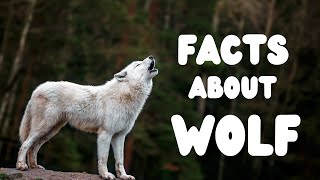 Famous Unbelievable Wolf Facts You Never Knew! Wealth
