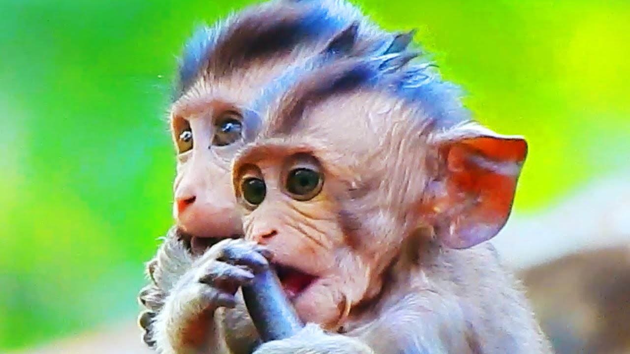 So Cute And Funny Baby Monkeys Just Born At The Moment! Playing Very ...
