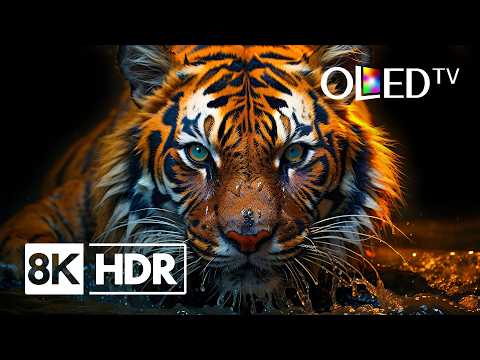 Jaw-Dropping 8K HDR Visuals | Real 60FPS Dolby Vision OLED TEST (8K/4K Ultra HD TV)
