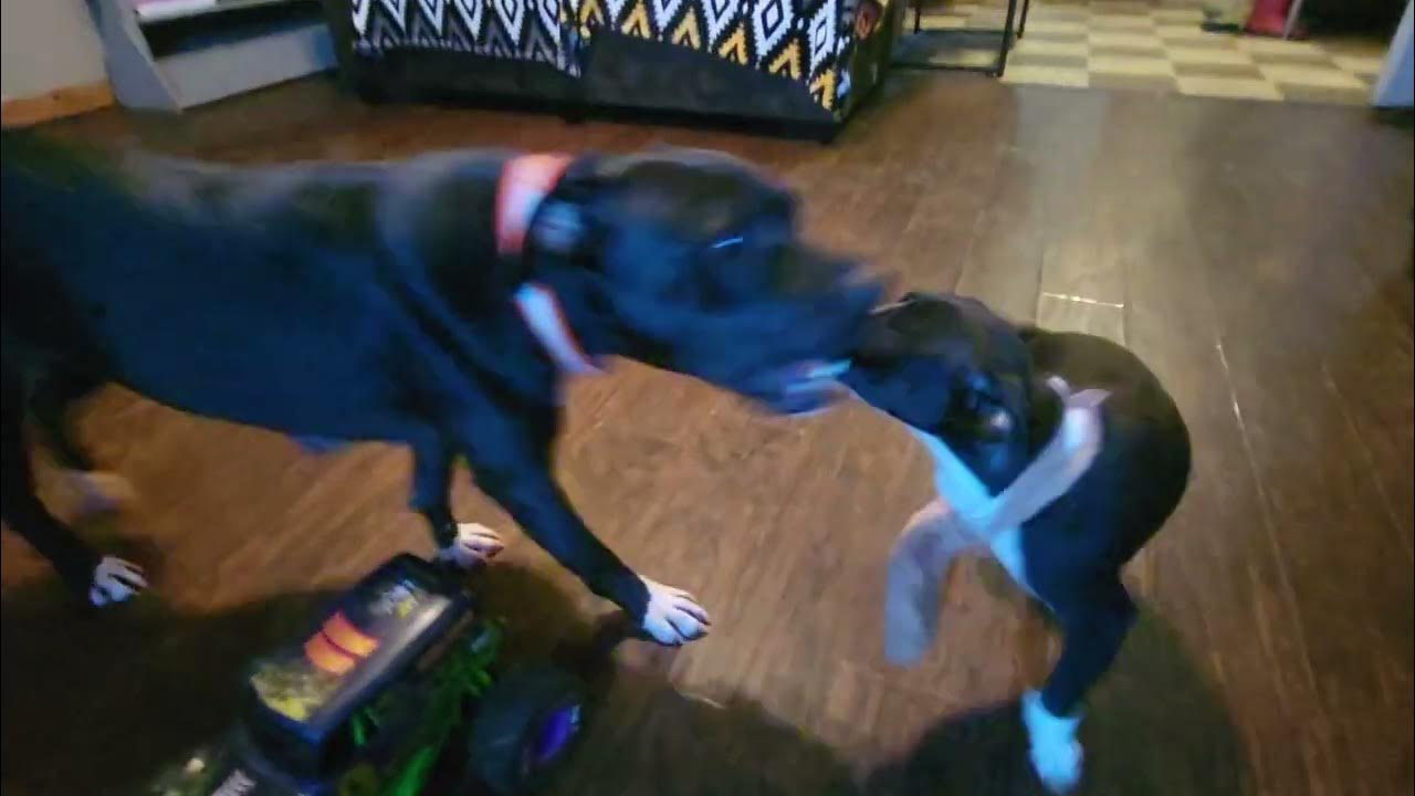 Puppy jumped off bed.Puppy got hurt. Strain.Delay new and forever home