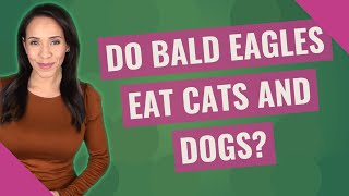 Do bald eagles eat cats and dogs?