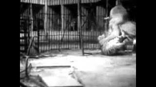 Tiger vs Lion, Big Cage Fight from 1933, uncut Version