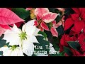 How To: Care For Your Poinsettias