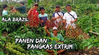 PANEN SEKALIGUS PEMANGKASAN ALA BRAZIL