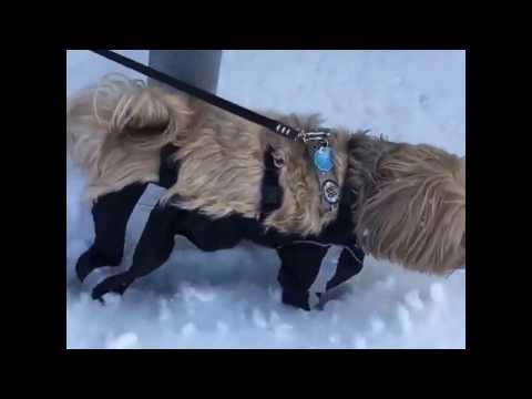 FouFou Dog Bodyguard Protective All-Weather Dog Pants 