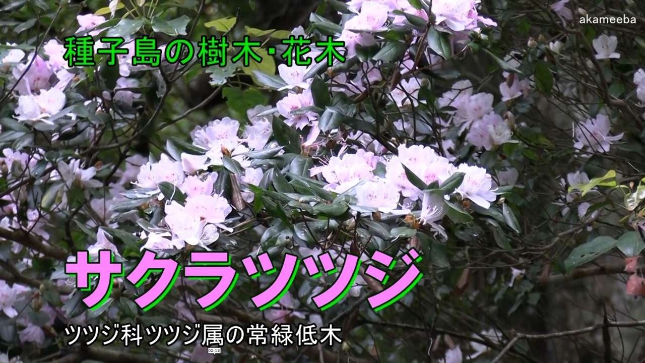 ツツジの咲く頃(フレーム付き) サクラツツジ 立夏のころ小枝の先に淡いピンク色の花を2～3個つけた