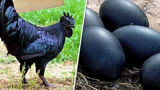 30 Razas De Gallinas Que No Creerías Que Existen
Algunos animales parecen tan irreales que parecen diseñados para una película de fantasía, y estas gallinas son exactamente eso. Desde el famoso Ayam Cemani, completamente negro, donde incluso la piel y los huesos parecen oscuros, hasta los Onagadori con plumas de cola que pueden alcanzar longitudes extremas, y el Dong Tao con enormes patas escamosas que parecen irreales. Hoy te mostraremos, 30 razas de gallinas que no creerás que existen.
Haga clic aquí para suscribirse a nuestro canal: http://bit.ly/3q4ApG4
Para asuntos de derechos de autor contáctenos en:
contactthewiseowlyt@gmail.com
Sobre nosotros:
Bienvenido a Búho Sabio. Subimos los 10 mejores videos y cubrimos los temas más interesantes del mundo. Puede esperar un nuevo video 2-3 veces a la semana.
Música:
Kevin MacLeod (incompetech.com)
Bensound
Legal y fuentes: https://pastebin.com/3ANQ6knk 30 Razas De Gallinas Que No Creerías Que Existen