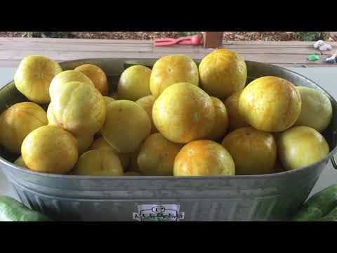 Largest Lemon Cucumber Harvest