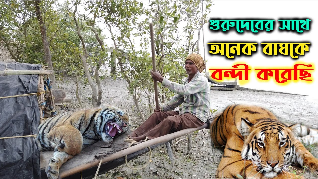 গুরুদেবের সাথে অনেক বাঘকে বন্দী করেছি,বাঘের সেই রূপ দেখার মতনsundarban jungle adventure,tiger attack
