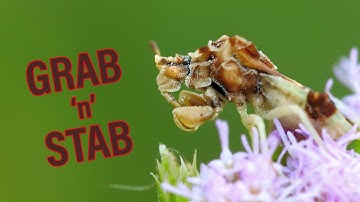 Ambush Bug: Patient Assassin