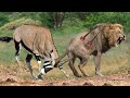 30 Crazy Moments LIONS Knocked Down By Gemsbok, Antelope Rescue His Teammate From Lions Hunting