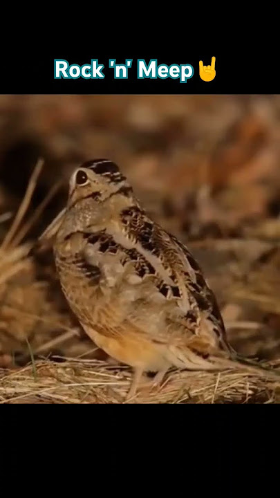 Rock 'n' Meep 🤘 #woodcock #bird #funnyvideo #meepbird #music