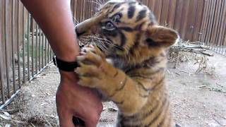 Cute Tiger Bites my Hand !