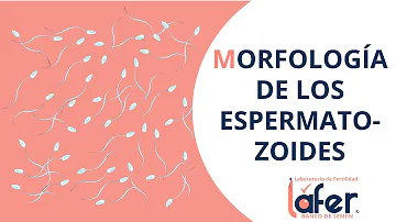 ¿Se puede mejorar la morfología de 1 espermatozoide?