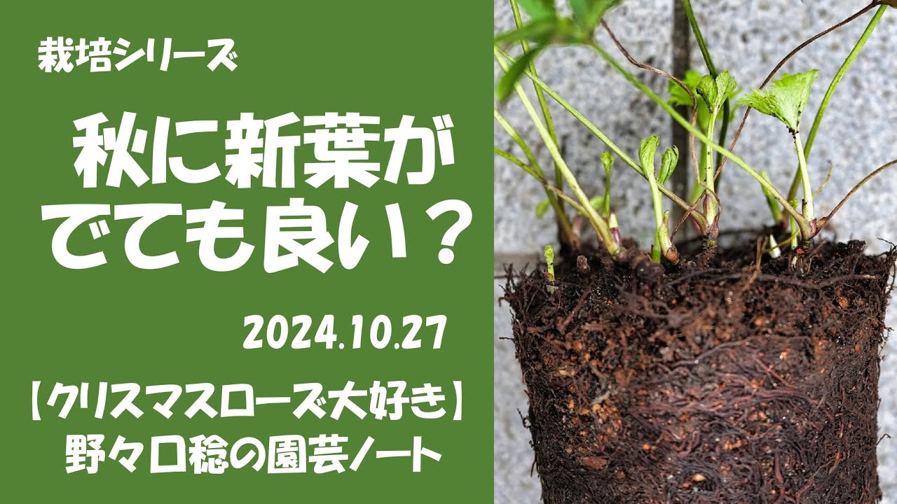 2024.10.27 秋に新葉がでても良い？ - YouTube