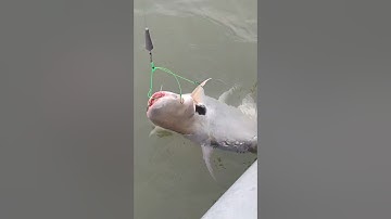 câu cá vồ đém trên sông tiền