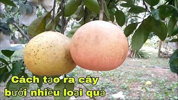 Kĩ thuật ghép tạo ra cây bưởi có nhiều loại quả || bưởi Rỏn