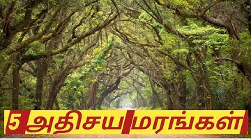 Unusual trees around in the world🌳🌴 | Tamil | History mystery