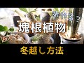 【多肉の冬越し】秋～冬の塊根植物の育て方を紹介します♪【断水・水やり】【アデニウム・パキポディウム他】