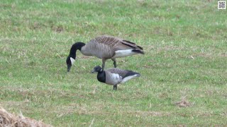 Atlantic Brant Unexpected appearance in Petticodiac, NB